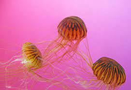 Pinkjelly